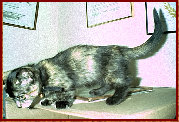 cattery020.jpg